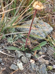 Aster alpinus vierhapperi