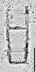 Aulacoseira ambigua