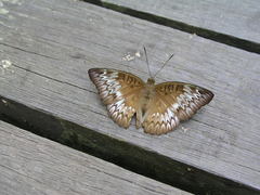 Euthalia monina monina