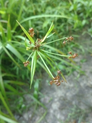 Scirpus polyphyllus