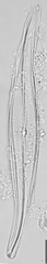 Gyrosigma acuminatum