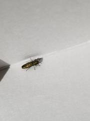 Agrilus lacustris