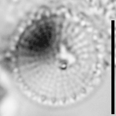 Stephanodiscus minutulus