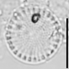 Stephanodiscus minutulus