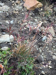 Festuca viviparoidea