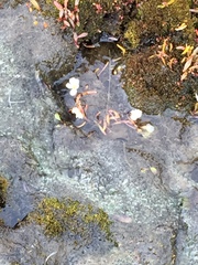 Montia bostockii