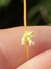 Cuscuta cephalanthi