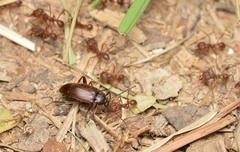 Lobopoda opacicollis