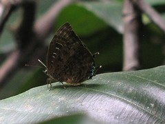 Arhopala centaurus nakula