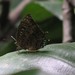 Arhopala pseudocentaurus nakula - Photo (c) Steven Chong, some rights reserved (CC BY-NC), uploaded by Steven Chong