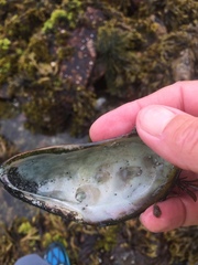 Crepidula plana