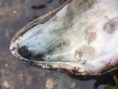 Crepidula plana