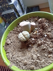 Lithops