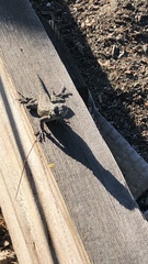 Sceloporus occidentalis