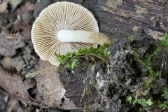 Inocybe luteifolia