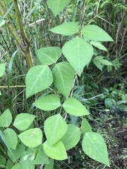 Amphicarpaea bracteata