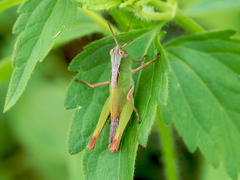 Aiolopus thalassinus