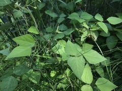 Amphicarpaea bracteata