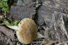 Inocybe luteifolia