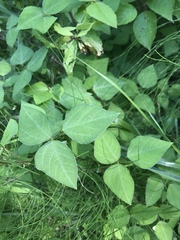 Amphicarpaea bracteata