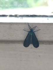 Uranophora terminalis