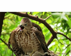 Accipiter badius