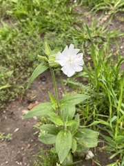 Silene latifolia alba