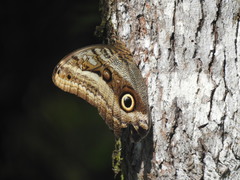 Caligo oileus scamander