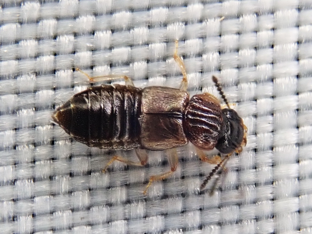 Anotylus insignitus