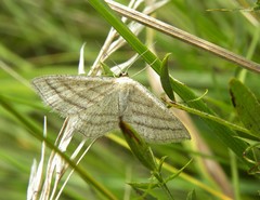 Scopula virgulata