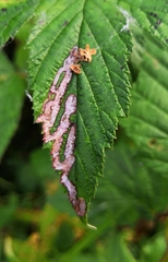 Agromyza filipendulae