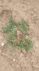 Hippophae rhamnoides