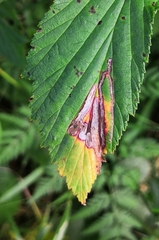 Agromyza filipendulae