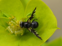 Oxyaciura tibialis