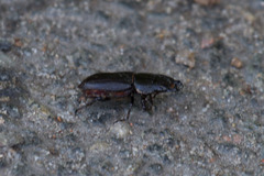 Dorcus parallelus
