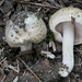 Inocybe erinaceomorpha - Photo no rights reserved, uploaded by Garrett Taylor