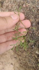 Magnoliopsida