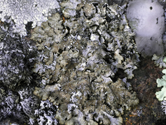 Punctelia stictica
