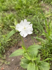 Silene latifolia alba