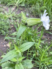 Silene latifolia alba