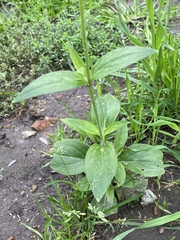 Silene latifolia alba