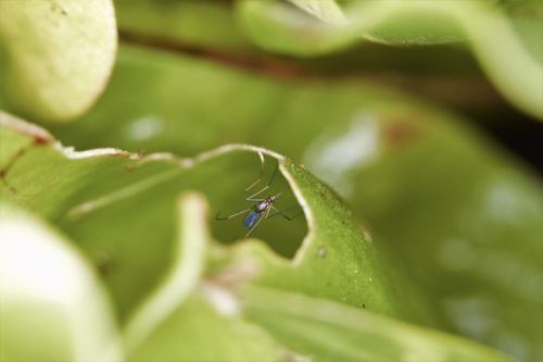 Pitcher-plant Mosquito photo 3