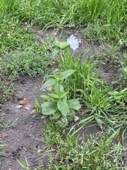 Silene latifolia alba