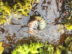 Pagurus acadianus