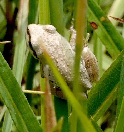 iNaturalist observation photo of Pacific chorus frog