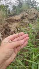 Poaceae
