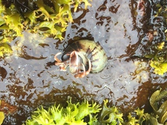 Pagurus acadianus