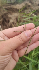 Poaceae