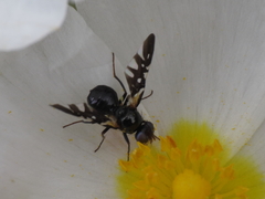 Oxyaciura tibialis
