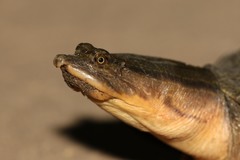 Cycloderma frenatum
